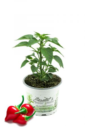 Milde Chili Pflanze, Tropfen-Chili, Tropfenchili Pflanze aus Nachhaltigem Anbau!