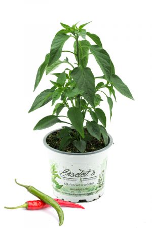 Chili Pflanze, Thai Chili Rawit Impressa, Chili Pflanzen aus Nachhaltigem Anbau!