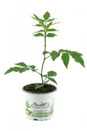 Szechuan Pfeffer Pflanze, aus Nachhaltigem Anbau! 