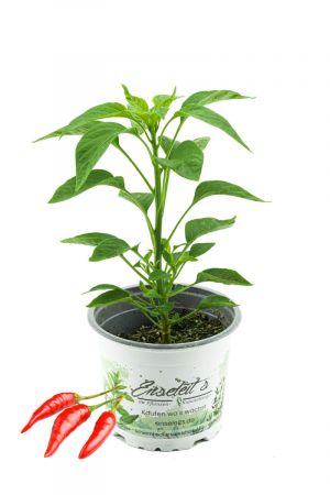 Vietnam Chili Pflanze, aus Nachhaltigem Anbau! 