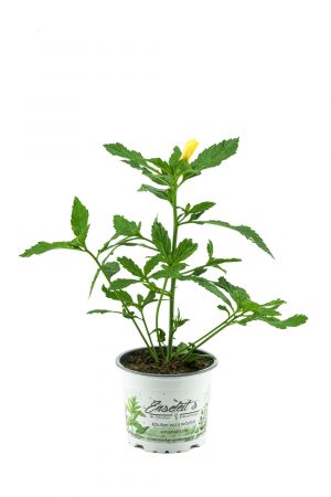 Damiana Pflanze, Heilpflanze aus Nachhaltigem Anbau, frische Qualität aus der Gärtnerei!