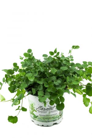 Pimpinelle im 12cm Topf, Kräuter Pflanze, Sanguisorba minor, frische Pimpinelle für Küche und Terrasse