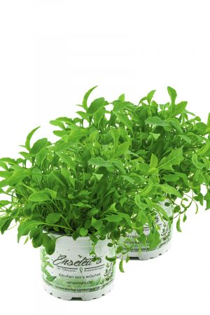 2er Set Wasabi Rucola Pflanze, Salatrauke, DIPLOTAXIS ERUCOIDES, Aus Nachhaltigem Anbau!