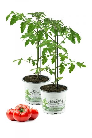 2er Set Tomatenpflanze Previa/Philona F1 - Premio, Veredelte Rundtomate, Stabtomate, Tomatenpflanzen