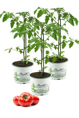 3er Set Tomatenpflanze Previa/Philona F1 - Premio, Veredelte Rundtomate, Stabtomate, Tomatenpflanzen