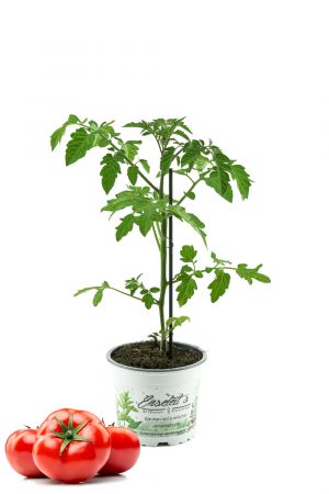 Tomatenpflanze Previa/Philona F1 - Premio, Veredelte Rundtomate, Stabtomate, Tomatenpflanzen