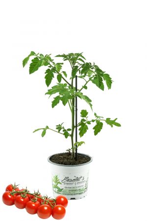 Tomatenpflanze Supersweet-100  F1 - Lupitos, Veredelte Kirschtomate, Cocktailtomate, Tomatenpflanzen