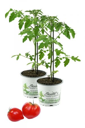 Tomatenpflanze, Fleurette  F1 2er Set - Coeur de Boeuf, Veredelte Ochsenherz Tomate, Fleischtomate, Tomatenpflanzen