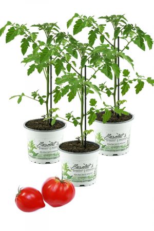 Tomatenpflanze, Fleurette  F1 3er Set - Coeur de Boeuf, Veredelte Ochsenherz Tomate, Fleischtomate, Tomatenpflanzen