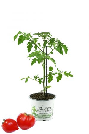Tomatenpflanze, Fleurette  F1 - Coeur de Boeuf, Veredelte Ochsenherz Tomate, Fleischtomate, Tomatenpflanzen