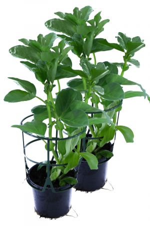 2er Set Dicke Bohnen Pflanze (Ackerbohne) im 12cm Topf aus Nachhaltigem Anbau 
