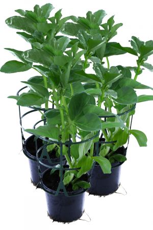 3er Set Dicke Bohnen Pflanze (Ackerbohne) im 12cm Topf aus Nachhaltigem Anbau 