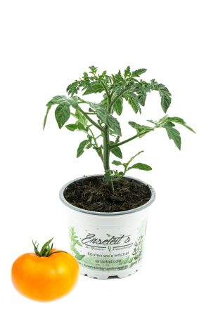 Gelbe Stabtomate, frische Tomaten Pflanzen,Tomatenpflanzen,F1 Sorte