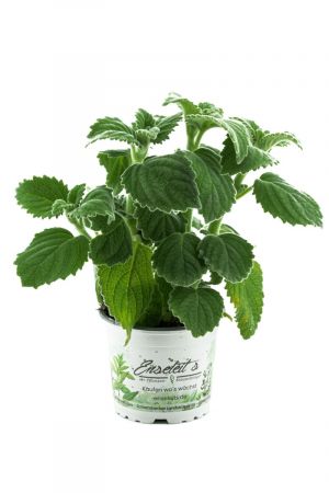 Australisches Zitronenblatt "Green Velvet" Kräuter Pflanze, Ideal für Smoothie, frische Qualität aus der Gärtnerei !