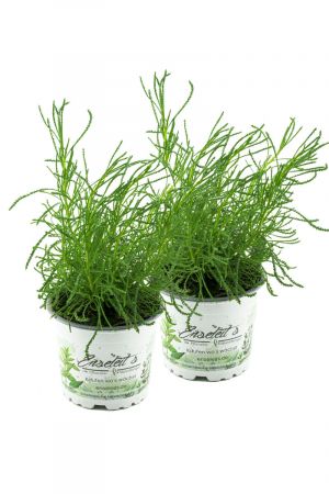 Olivenkraut 2 Pflanzen, Olivenstrauch Pflanze - Santolina viridis aus Nachhaltigem Anbau 