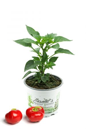 Kirschpaprika "Dinero F1",  Minipaprika mit süßwürzigem kräftigem Aroma, Paprika Pflanze aus Nachhaltigem Anbau! 