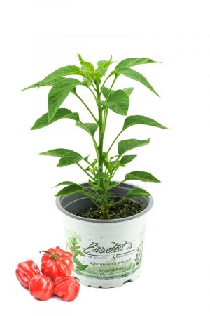 Chili Scotch Bonnet, Karibik Chili Pflanze aus Nachhaltigem Anbau! 