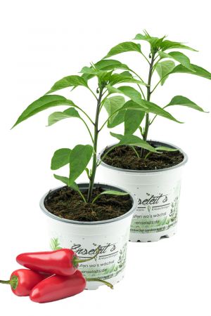 2er Set JALAPENO-CHILI SAMIRA SHINY, Chili Pflanze aus nachhaltigem Anbau direkt aus der Gärtnerei Enseleit