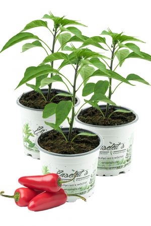 3er Set JALAPENO-CHILI SAMIRA SHINY, Chili Pflanze aus nachhaltigem Anbau direkt aus der Gärtnerei Enseleit