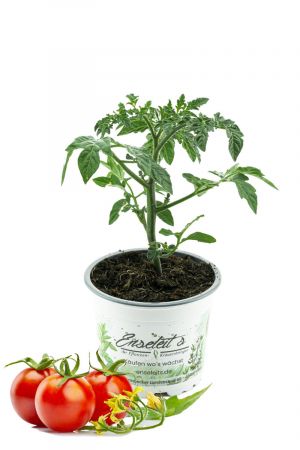 Tomatenpflanze Solena Red F1, Cocktailtomate, Kirschtomate sehr süß im Geschmack!