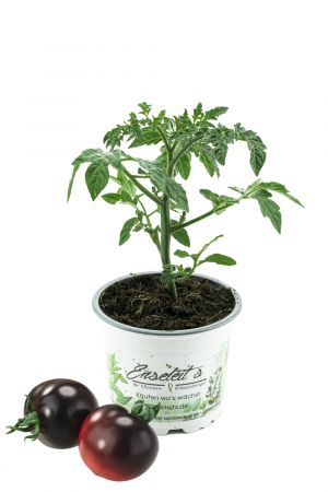 Tomatenpflanze Indigo Rose  Die schwarze „Cocktailtomate“, Tomatenpflanzen, frische Tomaten Pflanze