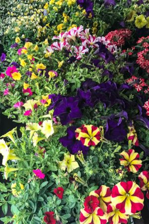 Sommerblumen bunter Mix, 8 schöne Beet & Balkon Pflanzen   (z.B Schneeflockenblume, Zauberglöckchen, Verbenen, Petunien...) 