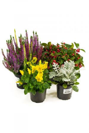 Herbst Blumen Set Nr.5 Calluna vulgaris Trios Milka, Scheinbeere, Viola Stiefmütterchen & Silberblatt