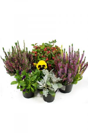 Herbst Blumen Set Nr.11 Calluna vulgaris Trios Milka & Wildbeery, Stacheldraht, viola Stiefmütterchen & Silberblatt 