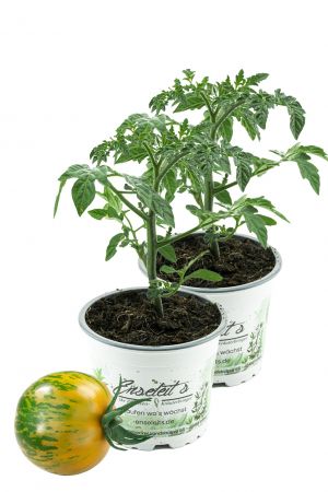 2er Set Tomatenpflanze Tiverta F1, Tiger-Tomate gelb-grün gestreift, Tomaten Pflanzen, Pflanze, Frische Gemüsepflanzen