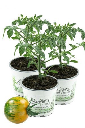 3er Set Tomatenpflanze Tiverta F1, Tiger-Tomate gelb-grün gestreift, Tomaten Pflanzen, Pflanze, Frische Gemüsepflanzen
