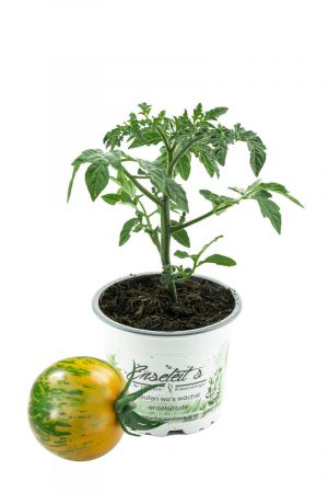 Tomatenpflanze Tiverta F1, Tiger-Tomate gelb-grün gestreift, Tomaten Pflanzen, Pflanze, Frische Gemüsepflanzen