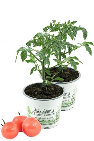 2er Set Tomate Berner Rose, Tomatenpflanze, frische Tomaten Pflanze