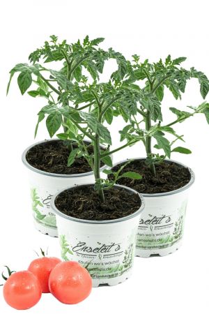 3er Set Tomate Berner Rose, Tomatenpflanze, frische Tomaten Pflanze