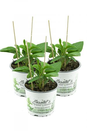 3er Set Pepino Melonenbirne, frische Pflanze aus Nachhaltigem Anbau