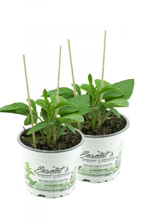 2er Set Pepino Melonenbirne, frische Pflanze aus Nachhaltigem Anbau