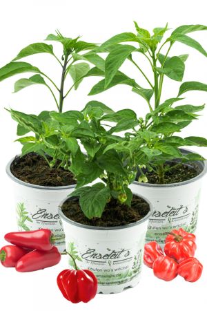 3er Set 'Hot Chili' - Bestehend aus Jalapeno 'Samira Shiny', Chili Habanero, Chili 'Scotch Bonnet' - Chili Pflanzen aus  nachhaltigem Anbau!
