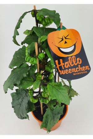 Solanum 'Halloweenchen', Halloween Deko, Zierpflanze, Zierfrüchte