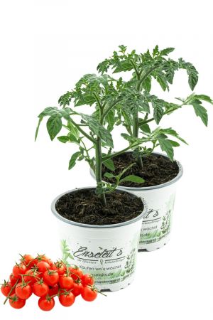 2er Set Wildtomate 'Rote Murmel', frische Tomatenpflanze