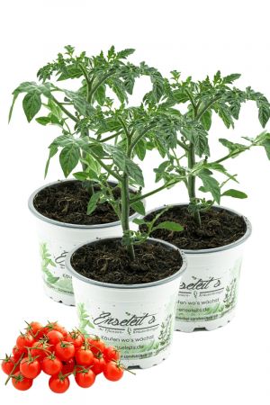 3er Set Wildtomate 'Rote Murmel', frische Tomatenpflanze