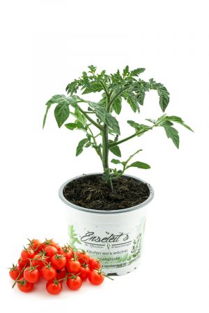 Mexikanische Honigtomate - frische Tomatenpflanze 
