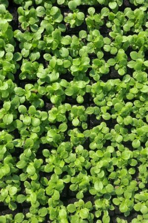Feldsalat im 10er Pack, Feldsalatpflanzen, Feldsalat Pflanzen, Salatjungpflanzen, Valerianella locusta L.