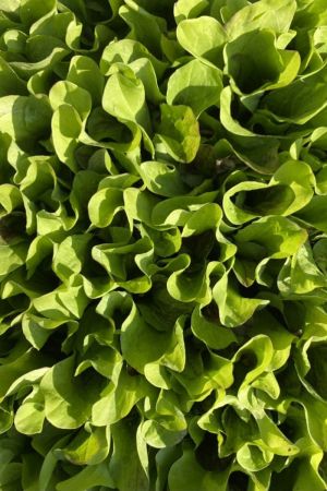 Radicchio Salat im 10er Pack, Salat Pflanzen, Radicchio kaufen, Gemüsepflanzen, Cichorium intybus var. foliosum