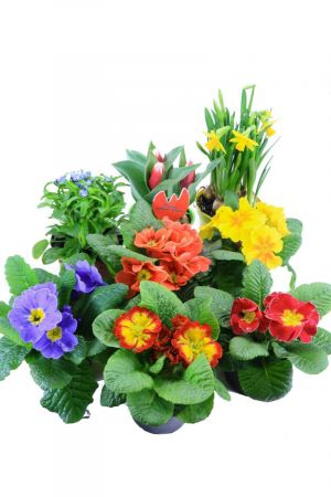 Frühlingsblumen Set E, Primeln, Vergissmeinnicht, Tulpen & Narzissen