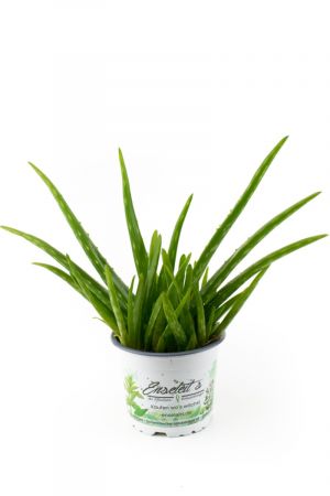 Aloe Vera Pflanze Wüstenlilie, volle Wirkung, ca. 1,5 - 2 Jahre alt