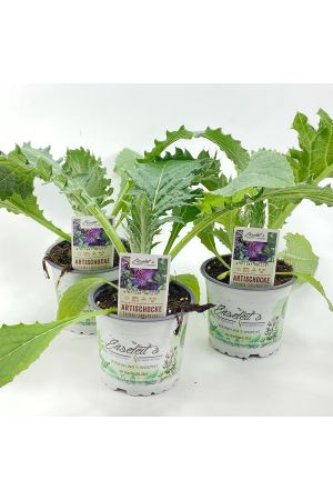 Artischocke 3er Set,frische Artischocken Pflanze,Pflanzen aus nachhaltigem Anbau