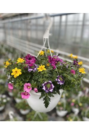 Sommerblumen Ampel Mix Nr.4, gelb-blau-pink, Petunia-Verbena-Gänseblümchen