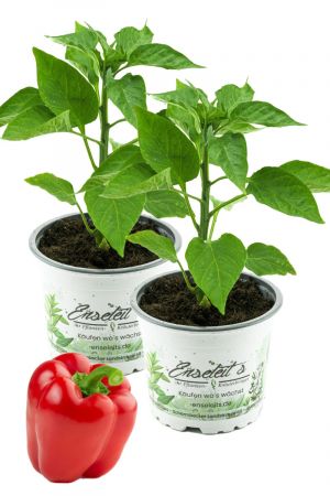 2x Roter Paprika, Paprika Pflanze im 2er Set,2 rote Paprikapflanzen im Topf