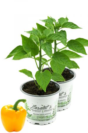 2er Set Gelbe Blockpaprika Pflanze "Afterglow F1" im 12cm Topf, Paprikapflanzen aus Nachhaltigem Anbau! 