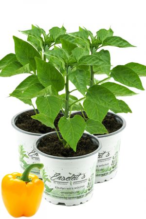 3er Set Gelbe Blockpaprika Pflanze "Afterglow F1" im 12cm Topf, Paprikapflanzen aus Nachhaltigem Anbau! 