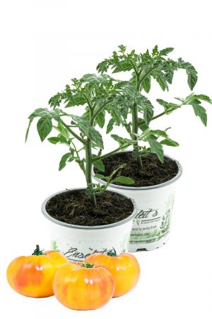 2er Set Gelbe Fleischtomate 'Ananastomate', frische Tomatenpflanze